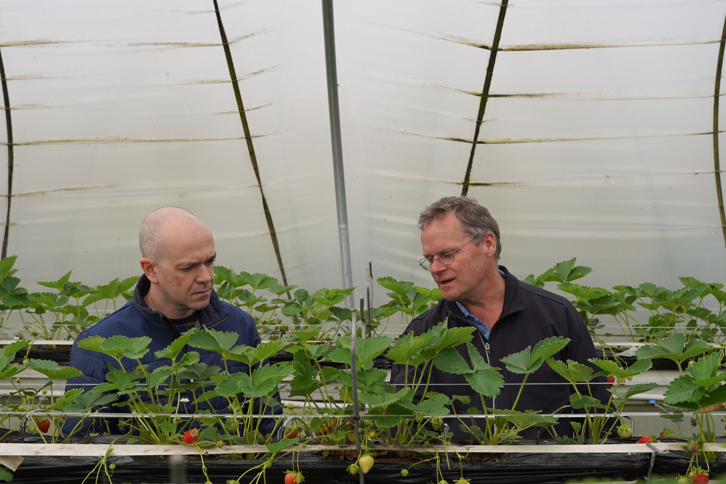 Rob Wessels (rechts) en Stefan van Heist beoordelen de kwaliteit van de aardbeien op de proeflocatie.