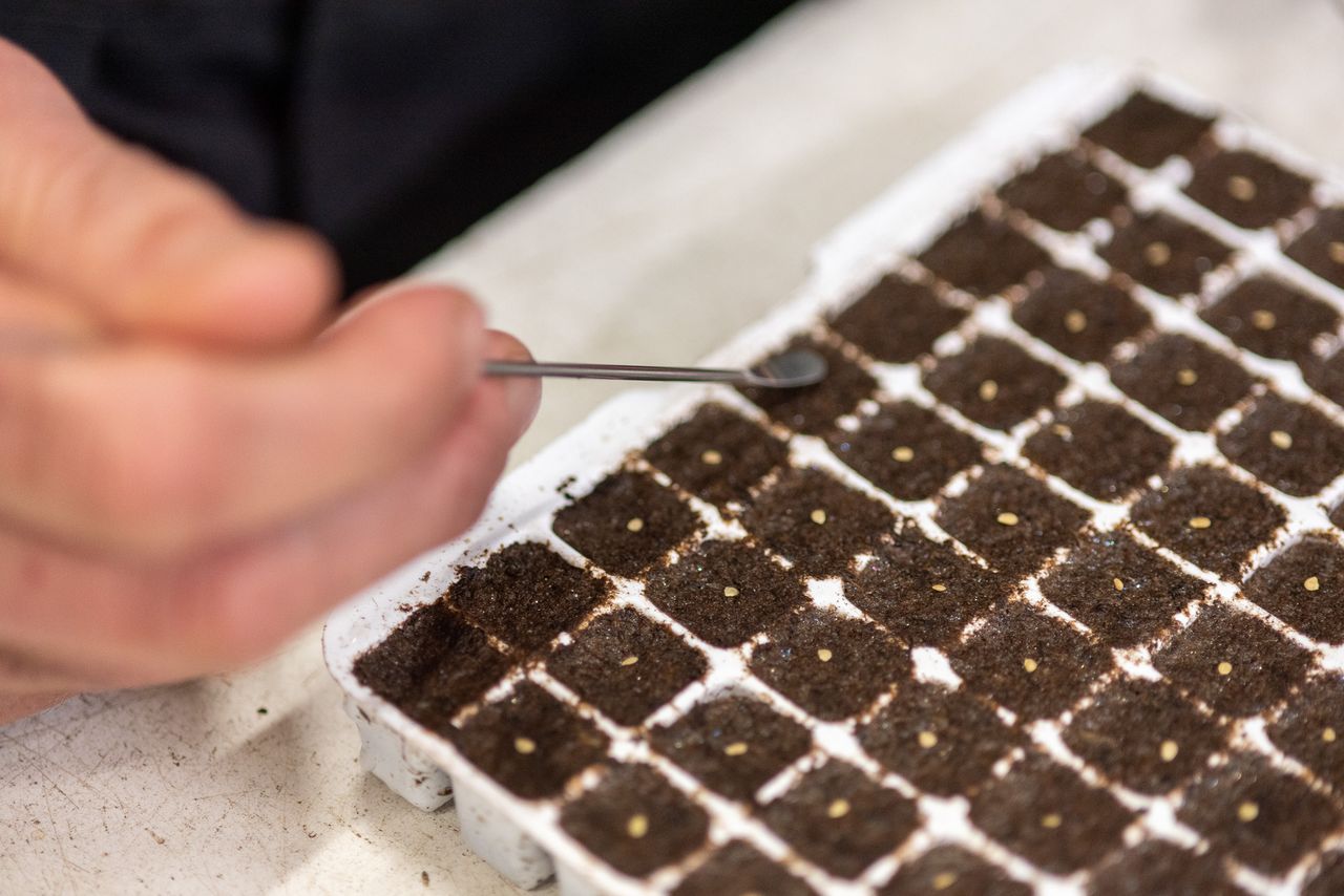 EU discussieert over nieuwe regels voor gentechgewassen. Cogem plaatst kanttekeningen bij haalbaarheid en definities van gangbare veredeling. Foto: Misset