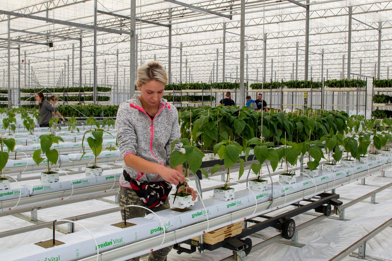 Paprika planten - Foto: Input Output Fotografie