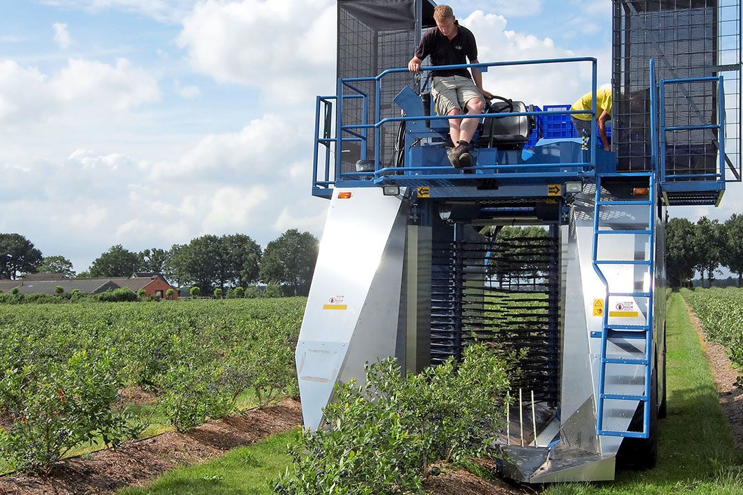 Oogstmechanisatie in blauwe bes is nu nog een vrij grof proces. Een oogstrobot zou beter zijn voor een verse bes van topkwaliteit. - Foto: Jan Sibon