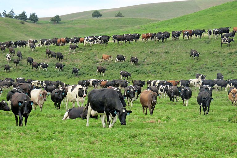 Koeien in Nieuw-Zeeland - Foto: Robert Bodde