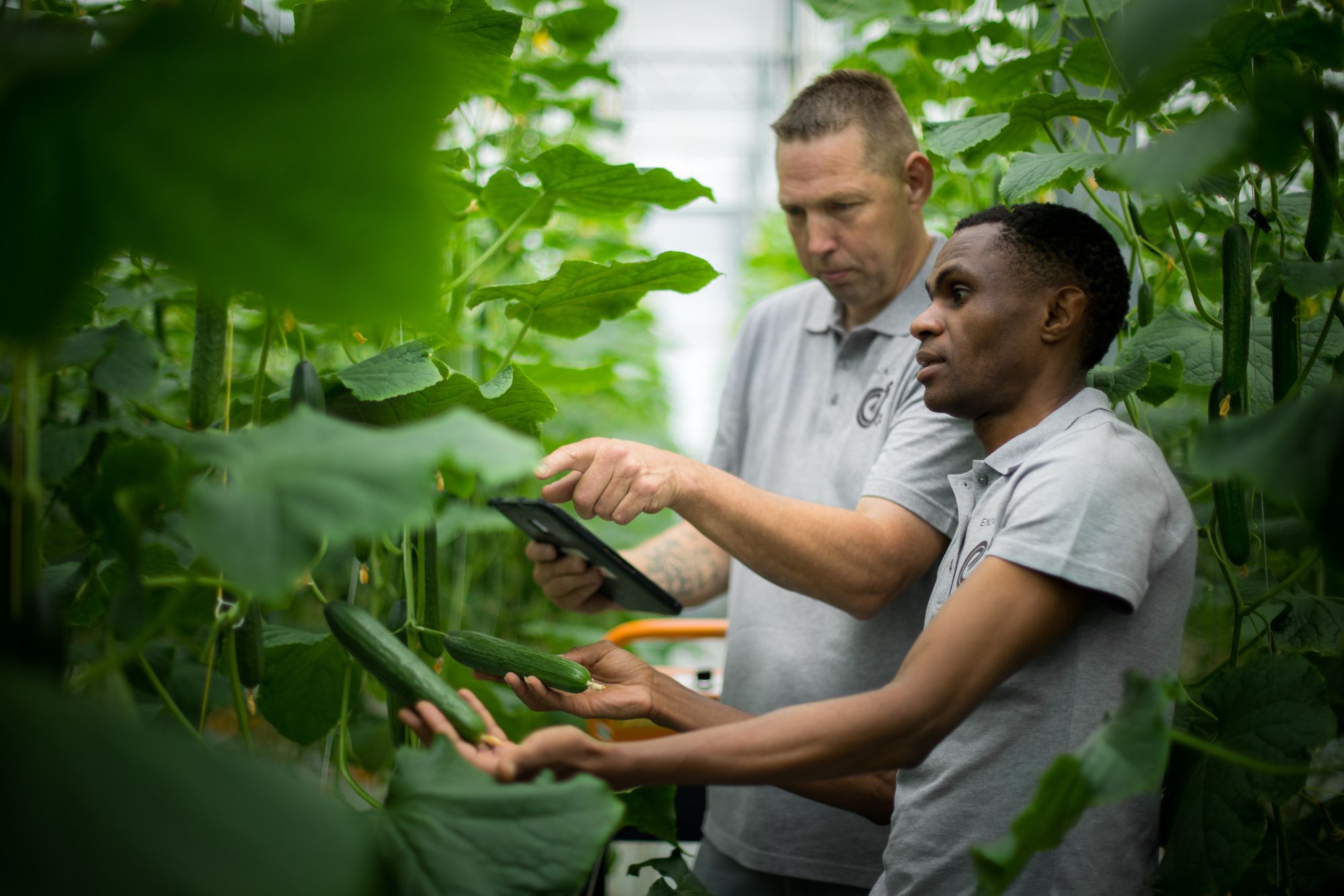 Zoeken naar zowel productiviteit als een sterke vruchtkwaliteit tot het einde van de teelt. Foto: Enza Zaden