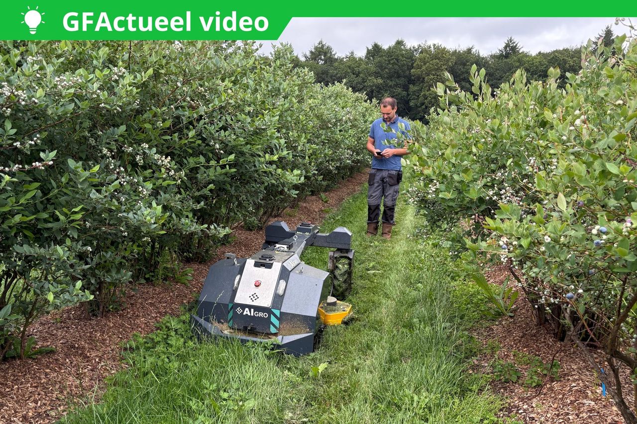 De maairobot tussen de blauwe bessen. Foto: Emma Syntychakis