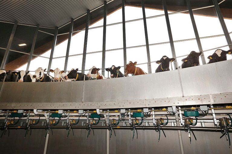 De 80-stands melkstal op het bedrijf in Vredepeel waarin de koeien drie keer per dag worden gemolken. - Foto: Hans Prinsen