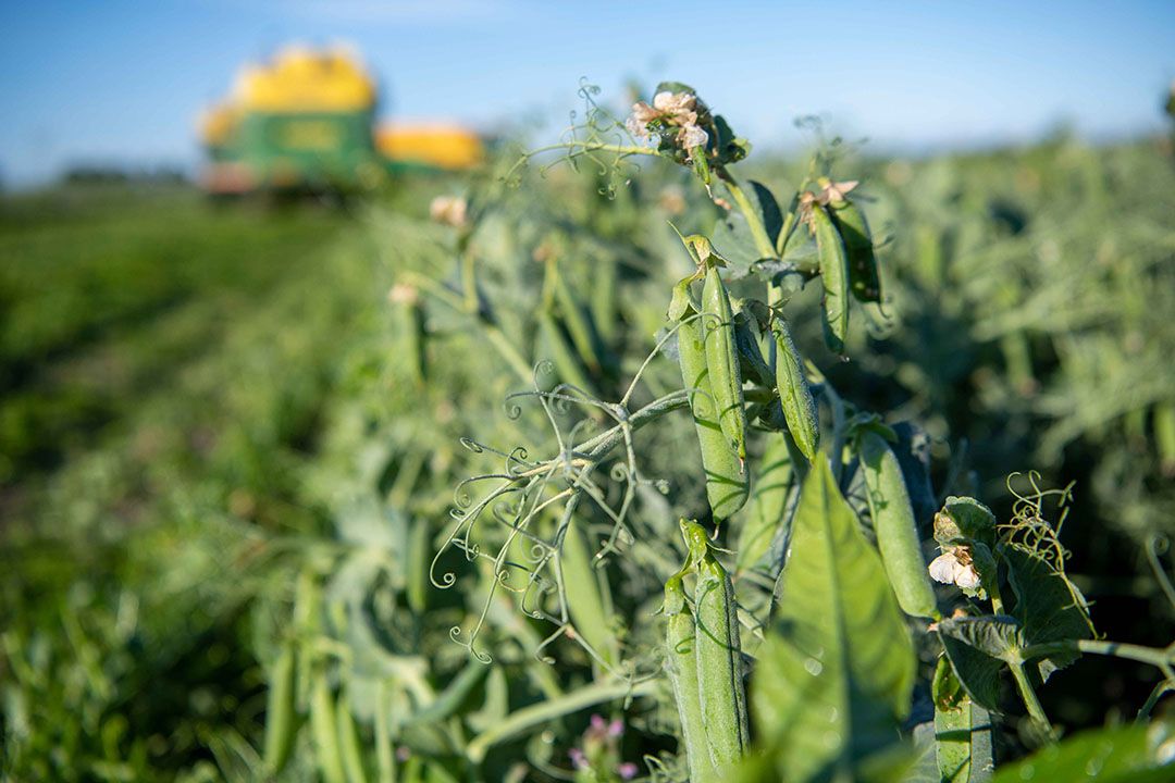 Machandel wil de productie en afzet van biologische (diepvries)groente te vergroten. - Foto: Mark Pasveer