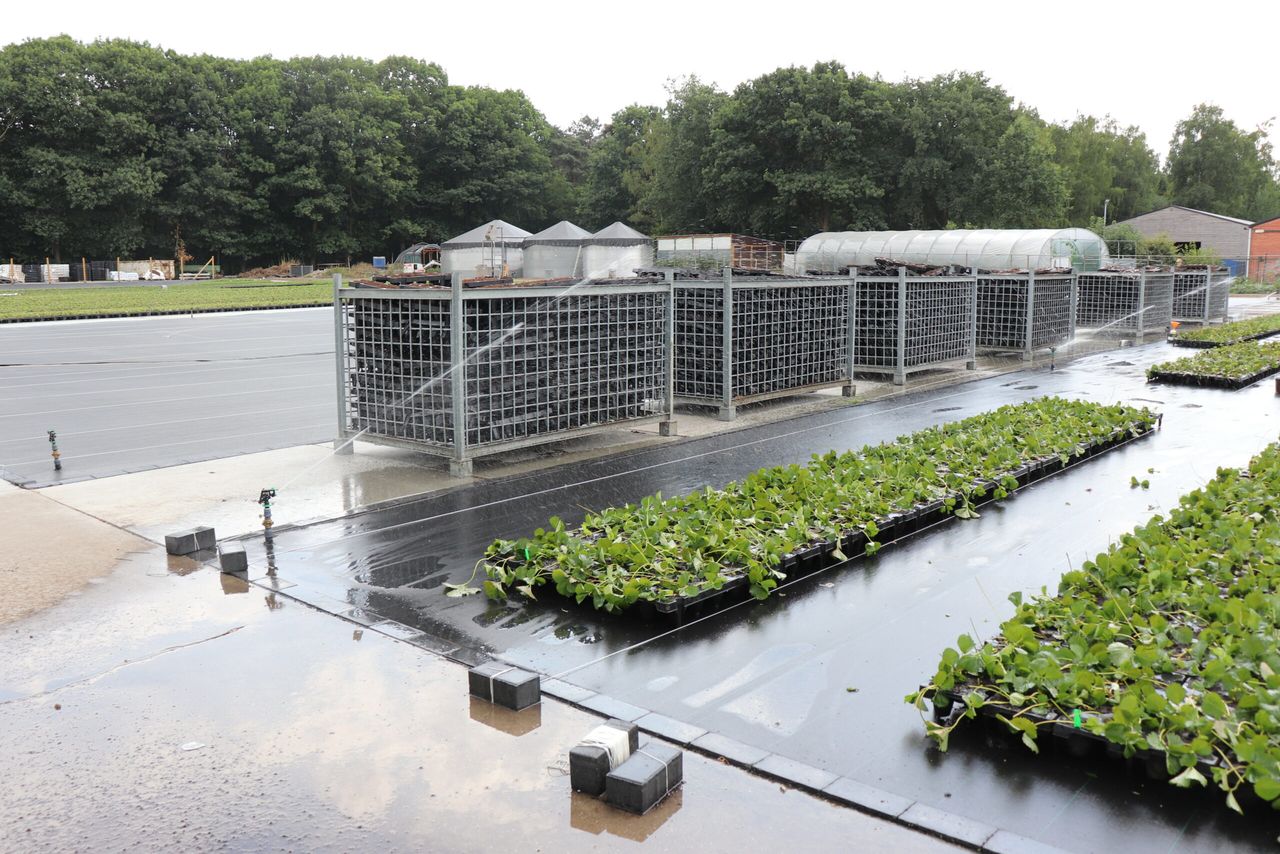 Veel te zien op Mechanisatiedag Hoogstraten