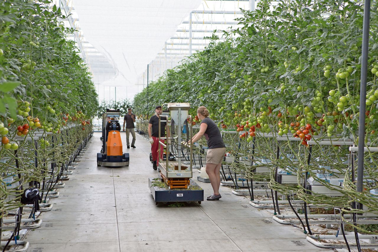 Foto ter illustratie. Arbeidsmigranten aan het werk in een tomatenkas. Eddy van Hijum, minister van Sociale Zaken en Werkgelegenheid (SZW), wil een zorgplicht voor uitleners invoeren in de vorm van een bevorderings-, vergewis- en (optionele) meldplicht. Foto: Peter Roek