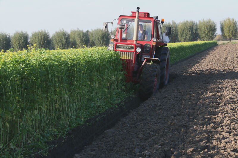 Groenbemester te lijf met strijkers aan de ploeg