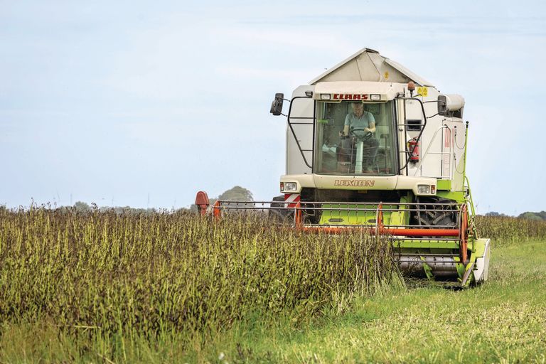 Veldbonen worden geoogst in Usquert (Groningen). Foto: Koos Groenewold