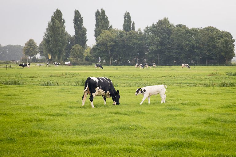Grazende koeien nabij een Natura2000-gebied. - Foto: Koos Groenewold