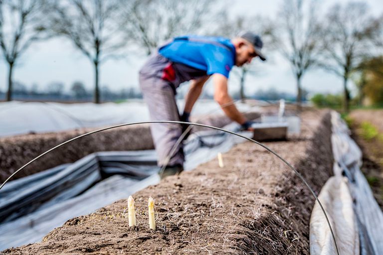 De aspergeoogst komt door het zonnige weer snel op gang. Wiee komt er steken? - foto: ANP