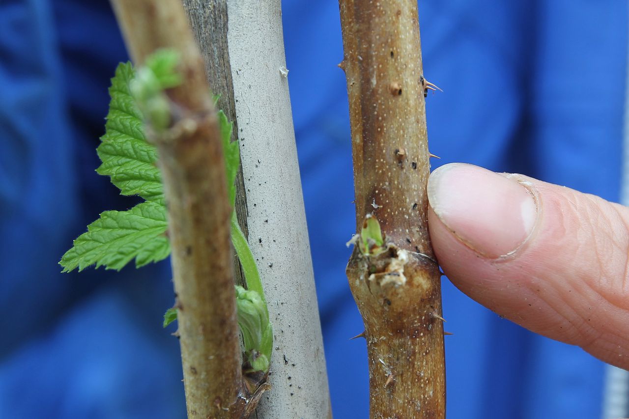 Luizen op frambozenplant. Foto: Peter Roek
