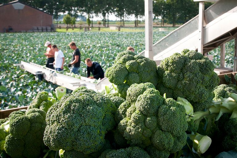 De oogst van broccoli. Verkeerd spuiten in een broccoliteelt afgelopen zomer heeft tot ophef geleid na een uitzending van Zembla. - Foto: Fotostudio Wick Natzijl