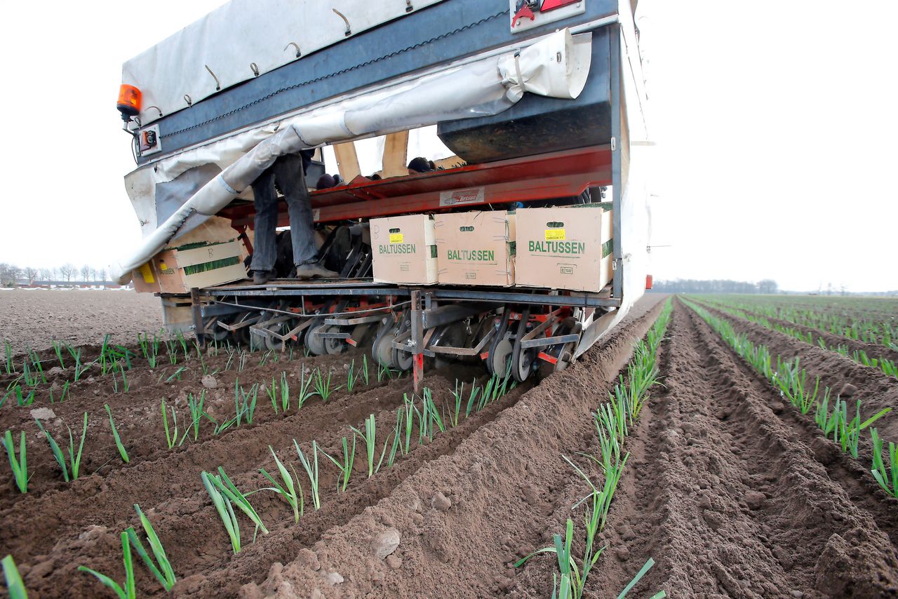 In 2024 werd een recordoogst van 128,5 miljoen kilo van de Nederlandse akkers gehaald. Foto: Bert Jansen