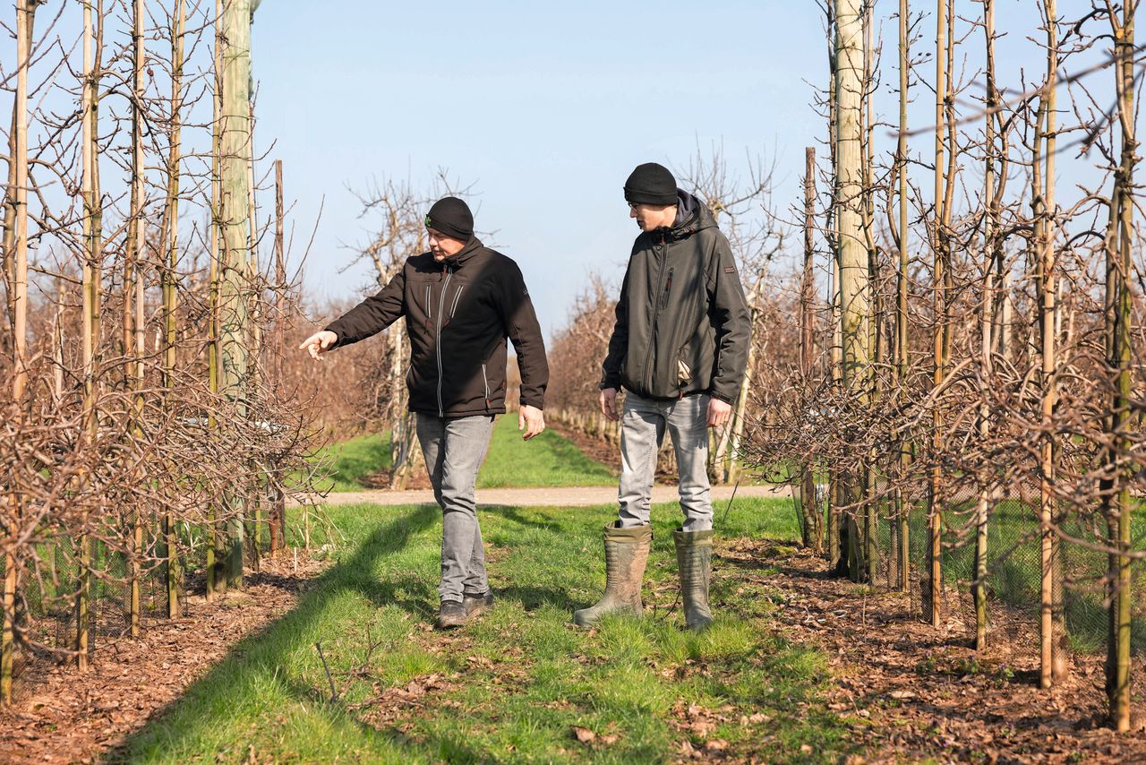 Barend en Berend-Jan van Doorn gaan met de snoei door op dezelfde lijn als de afgelopen jaren. Archieffoto: Herbert Wiggerman