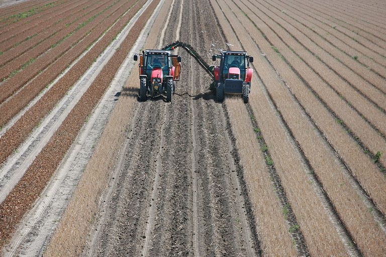 Rooien van tulpenbollen. De bollensector heeft in het tweede kwartaal een herstelgroei van 17%. Foto: Koos van der Spek.