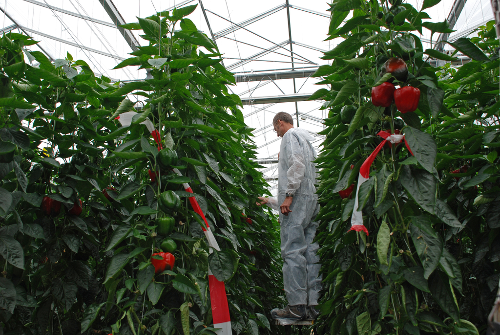 Tijdelijke vrijstelling Hyperclean in paprika