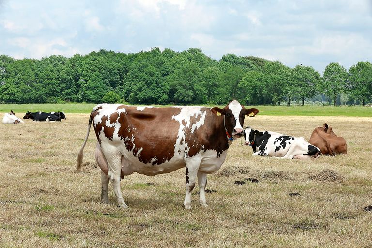 De regeling zou alleen mogelijk zijn als die geen duidelijk negatieve gevolgen heeft, bijvoorbeeld voor droogstaande koeien. - Foto: Henk Riswick
