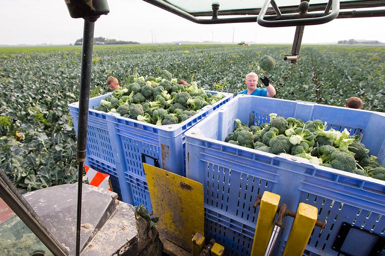 Broccoli-oogst in een eerder jaar. Telers zijn tevreden over de opbrengst, maar dit gaat wel hand in hand met hoge kosten en veel arbeid. - Foto: Anne van der Woude