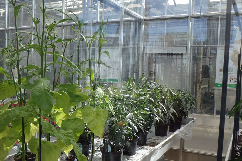 Xylella-besmette planten in een streng beveiligde kas van  Wageningen Plant Research in PPS-onderzoek. - Foto: Wageningen Plant Research