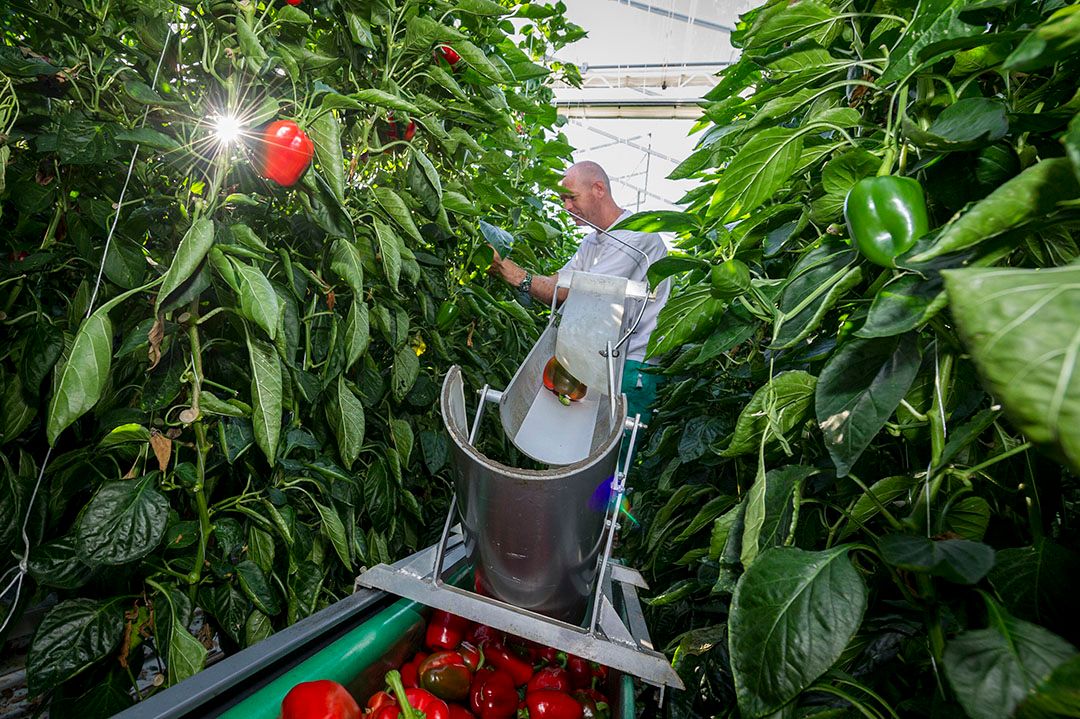 Oogst van rode paprika. - Foto: Roel Dijkstra