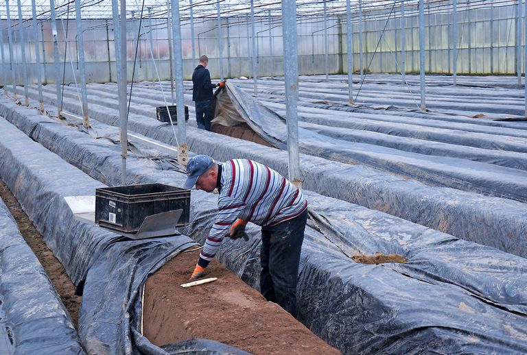 Flinke aspergeprijzen door krapte. Foto: Gerard Boonekamp