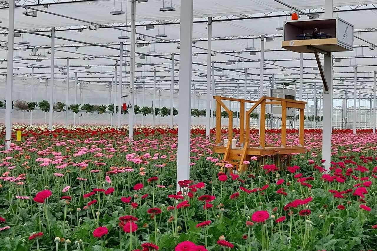 Gerberakas met station voor drones die het gewas scannen op aantasingen door plagen of ziektes. Foto: Ton van der Scheer