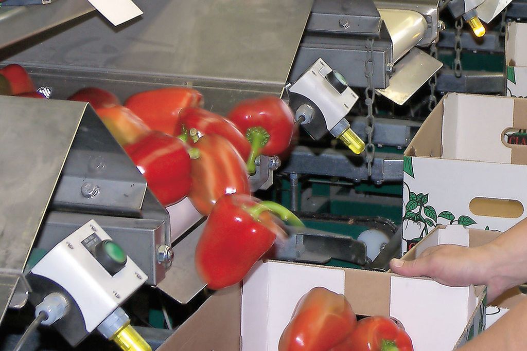 Archiefbeeld van paprika sorteren. Britse telers zouden productie wel eens kunnen halveren door de hoge gasprijzen. - Foto: Groenten&Fruit