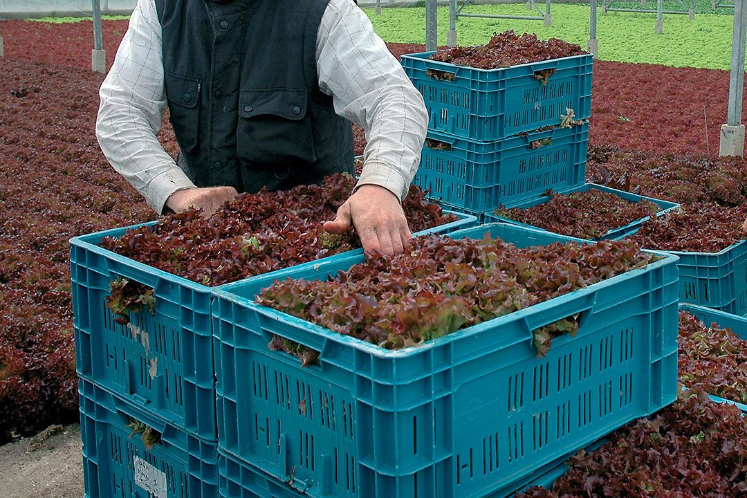 De slamarkt staat onder druk door de coronacrisis. Foto: Groenten&Fruit.