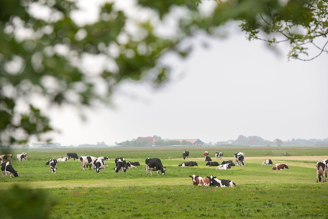 Het rekeninstrument Aerius, dat gebruikt wordt ter ondersteuning van de verlening van natuurvergunningen, is zo gebruiksvriendelijk dat daardoor de kans op fouten toeneemt. Dat blijkt uit een rapport van PNLQ, dat in opdracht van het ministerie van LNV. - Foto: Mark Pasveer