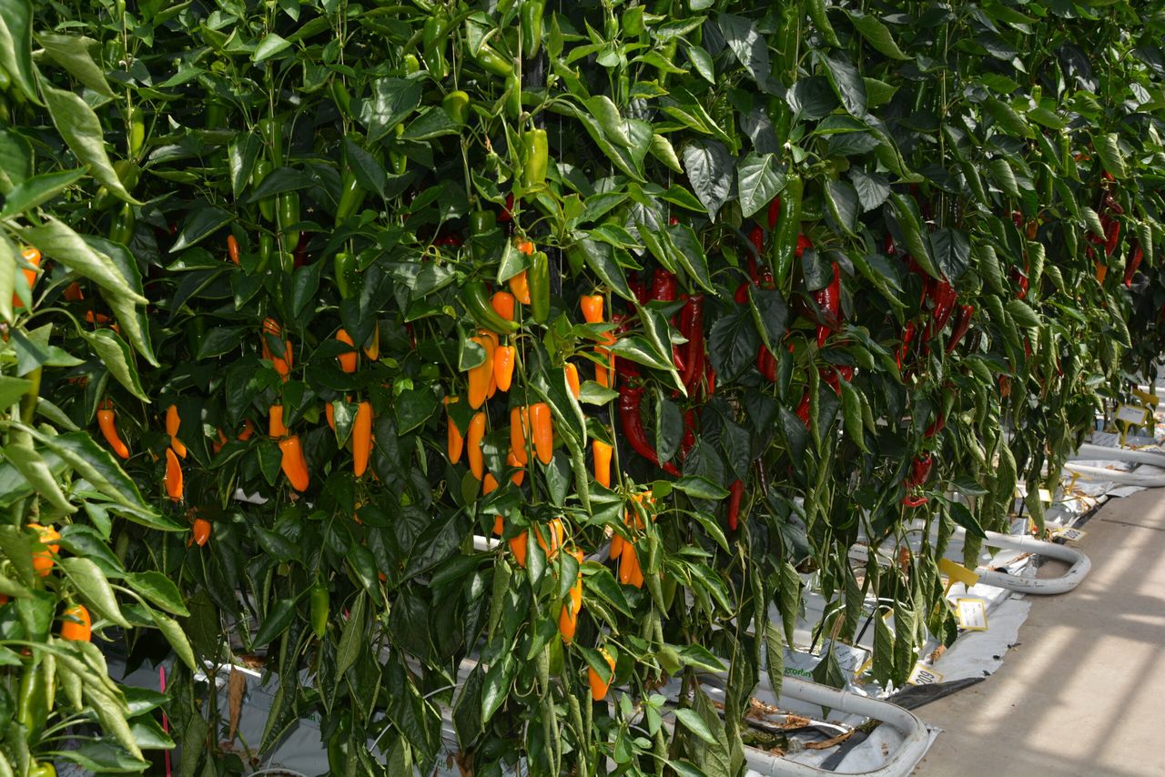 Zoete puntpaprika's zijn in verschillende kleuren verkrijgbaar.