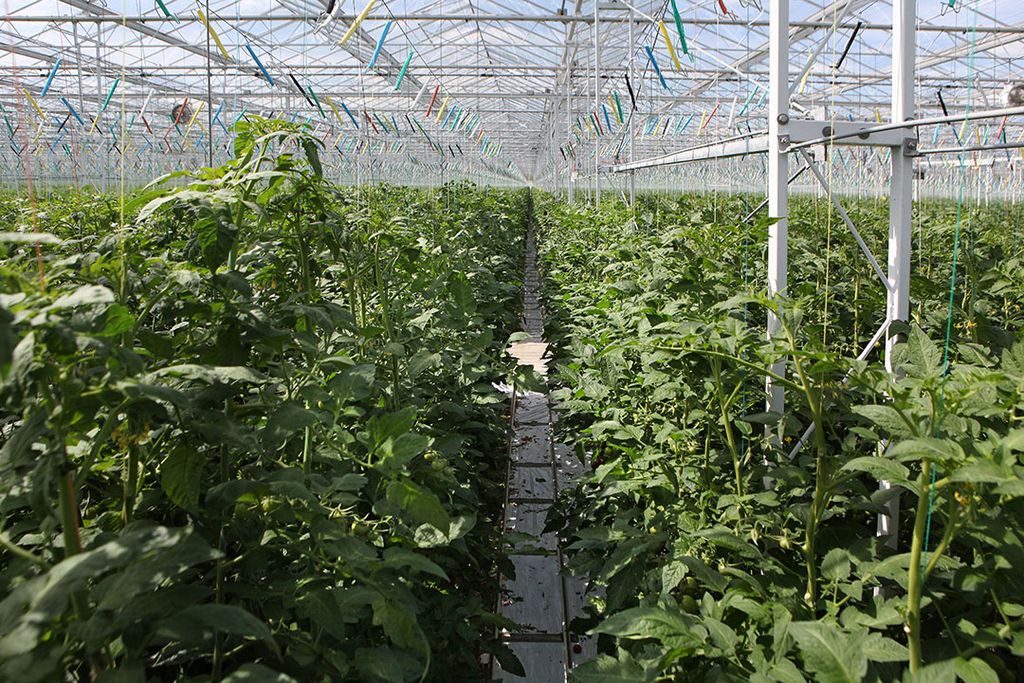 Tuinders hebben in 2021 meer aardgas gebruikt om kassen op temperatuur te krijgen. Gevolg is een grotere uitstoot van broeikasgassen. - Foto: Fotostudio Atelier 68