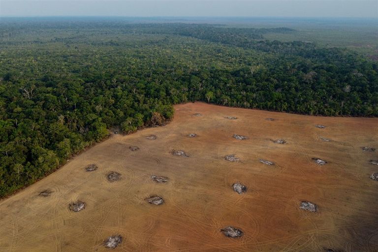 Veertien van de grootste food- en handelsbedrijven in de wereld komen met een stappenplan om ontbossing tegen te gaan.Foto: ANP