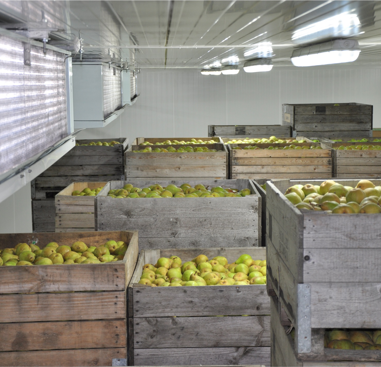 Fruittelers richten zich teveel op schoon fruit en vergeten effecten van bestrijdingsmiddelen op milieu, stelt Greenpeace.