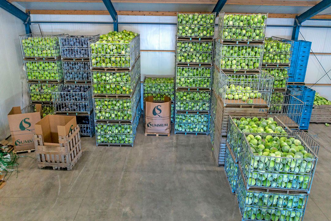 Telers witte kool ook gevraagd naar oneerlijke handelspraktijken. Foto: G&F