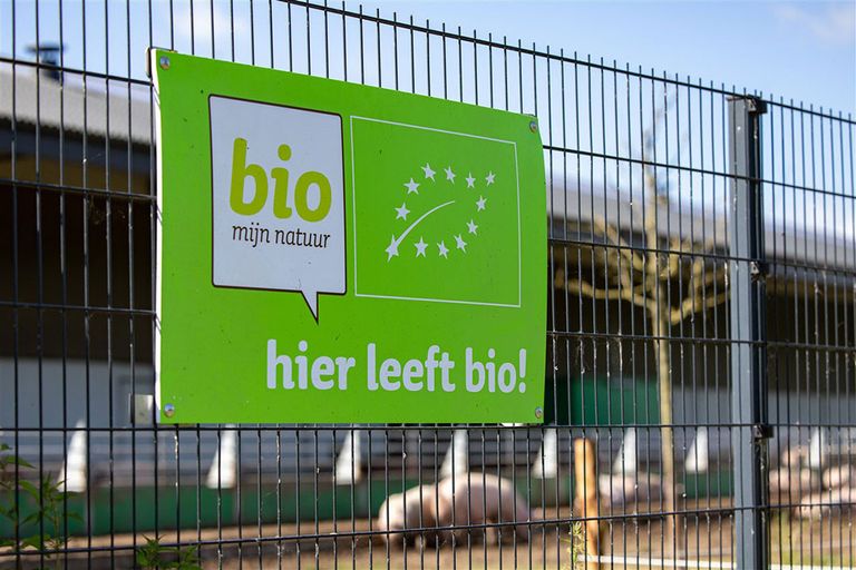 Biologisch varkensbedrijf in het Belgische Ruiselede. België telt bijna ​​​​​​​2.600 biologische landbouwbedrijven. - Foto: ANP