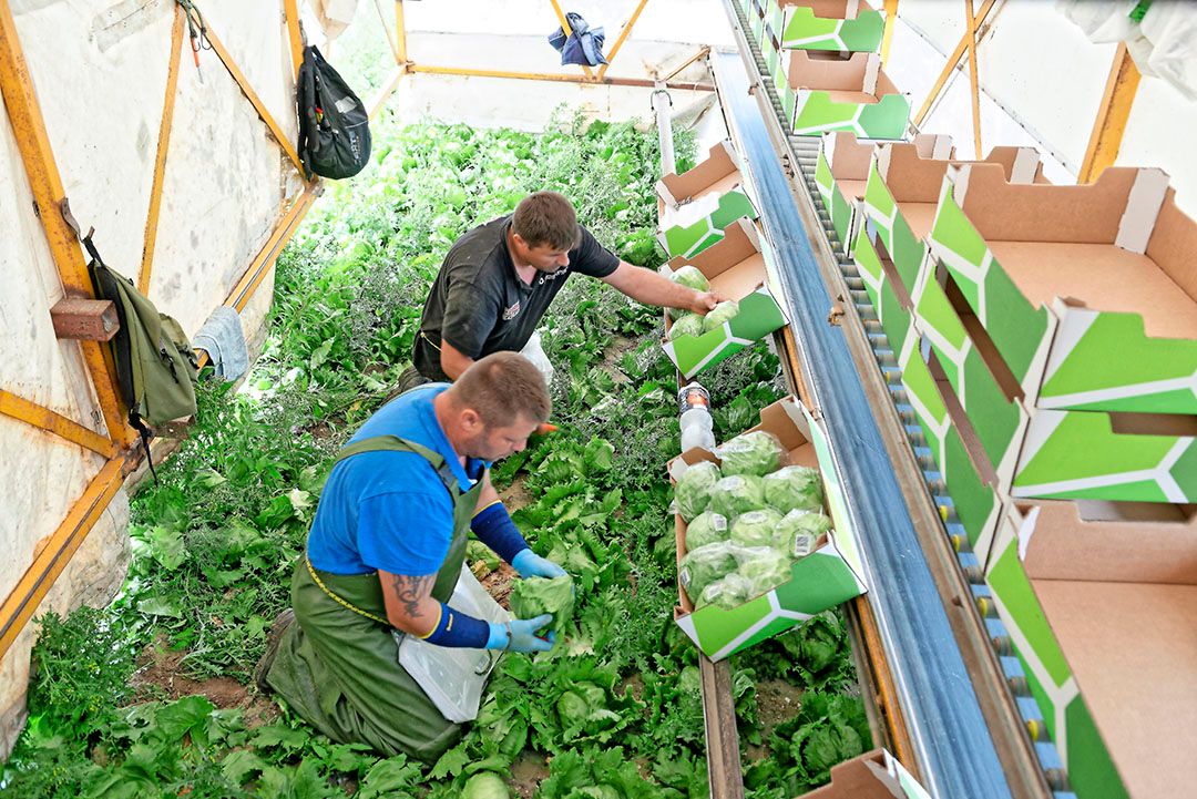 Ton Moors heeft nog geen precieze berekening gemaakt, maar schat dit seizoen uit te komen op een middenprijs van 45 cent per krop. Foto: Lex Salverda