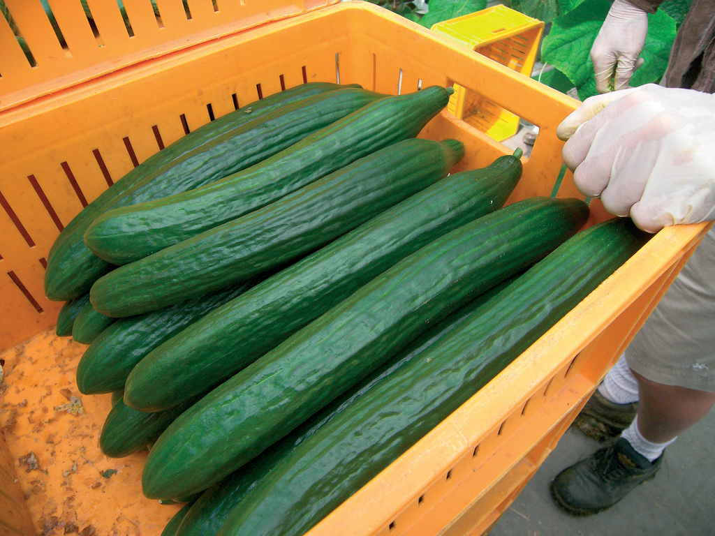 Komkommerprijs piekt in chaotische markt