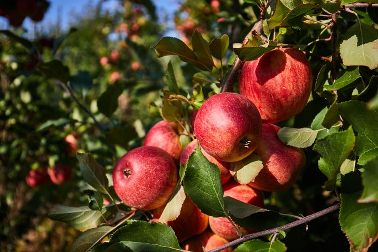 BayWa heeft met het Nieuw-Zeelandse teeltbedrijf T&G Global een flink deel van de Nieuw-Zeelandse appelteelt in handen. Foto: Canva