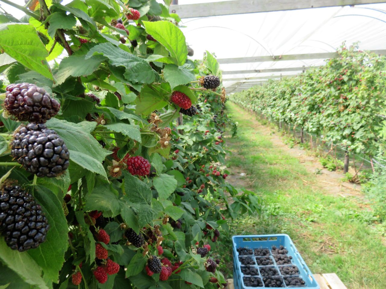 Foto: Groenten & Fruit