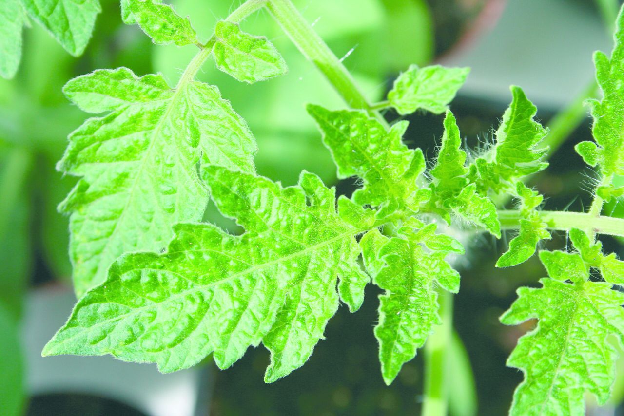 Tomatenplanten met V10 mogen niet worden verhuisd