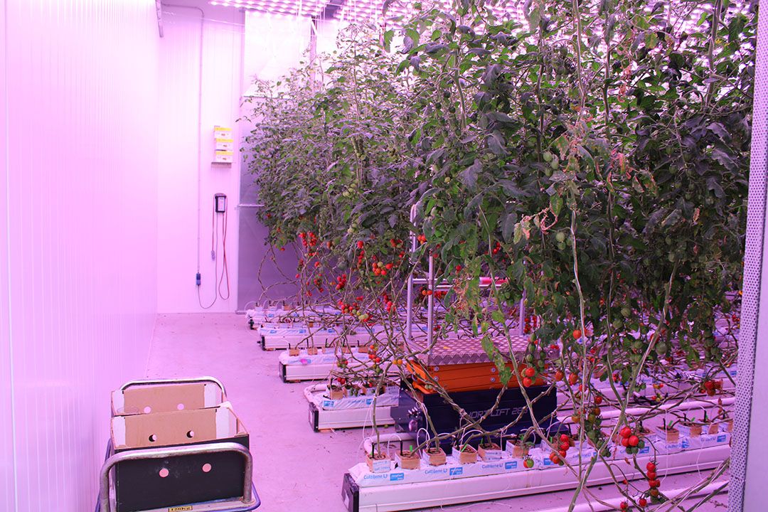 Ook vruchtgroenten kunnen 'indoor' zonder daglicht.