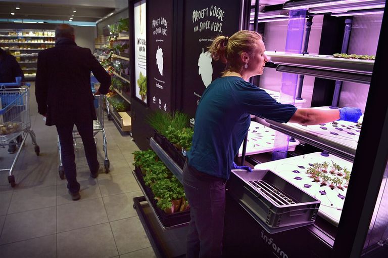 Een medewerker vult plantjes aan in een kas van Infarm in een supermarkt van Albert Heijn. - Foto: ANP/Marcel van den Bergh