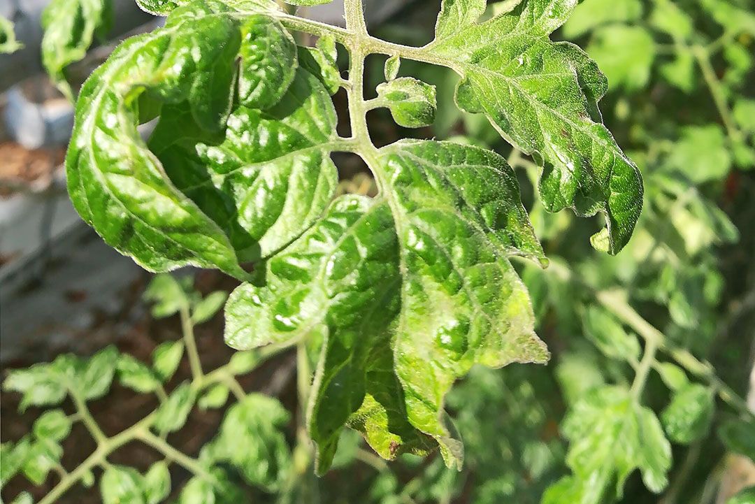 Archieffoto ToBRFV in tomatengewas. - Foto Heike Scholz-Döbelin