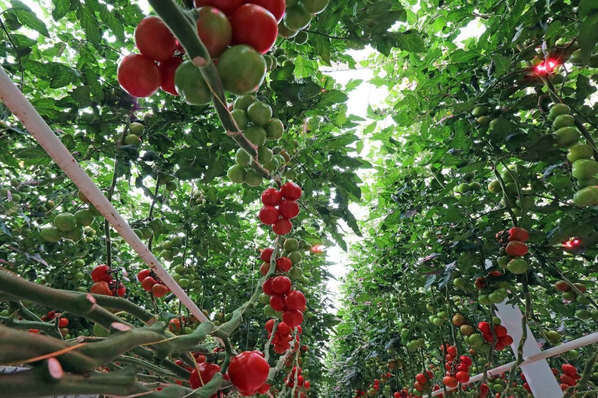 Kas met gezonde tomaten. Vanaf 1 januari 2025 is tomatenvirus ToBRFV een RNQP-organisme en is niet meer verplicht. Foto: Fotostudio Atelier 68