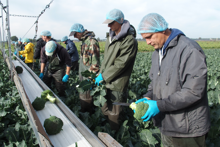 Broccoliseizoen maakt vliegende start