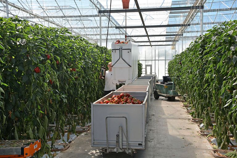 Oogst van paprika. Nieuwe regels van het Kwaliteits-Controle-Bureau (KCB) voor export van paprika naar de Verenigde Staten gelden vanaf 1 april. - Foto: Peter Visser.