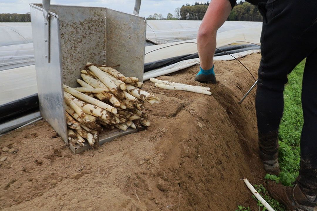 Asperges steken bij aspergebedrijf Goertz