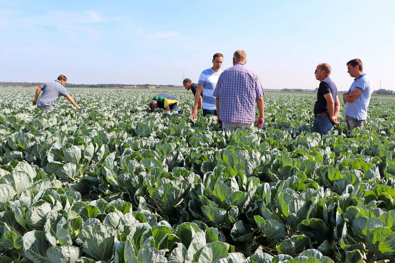 Spruitkool wel of niet beregenen?