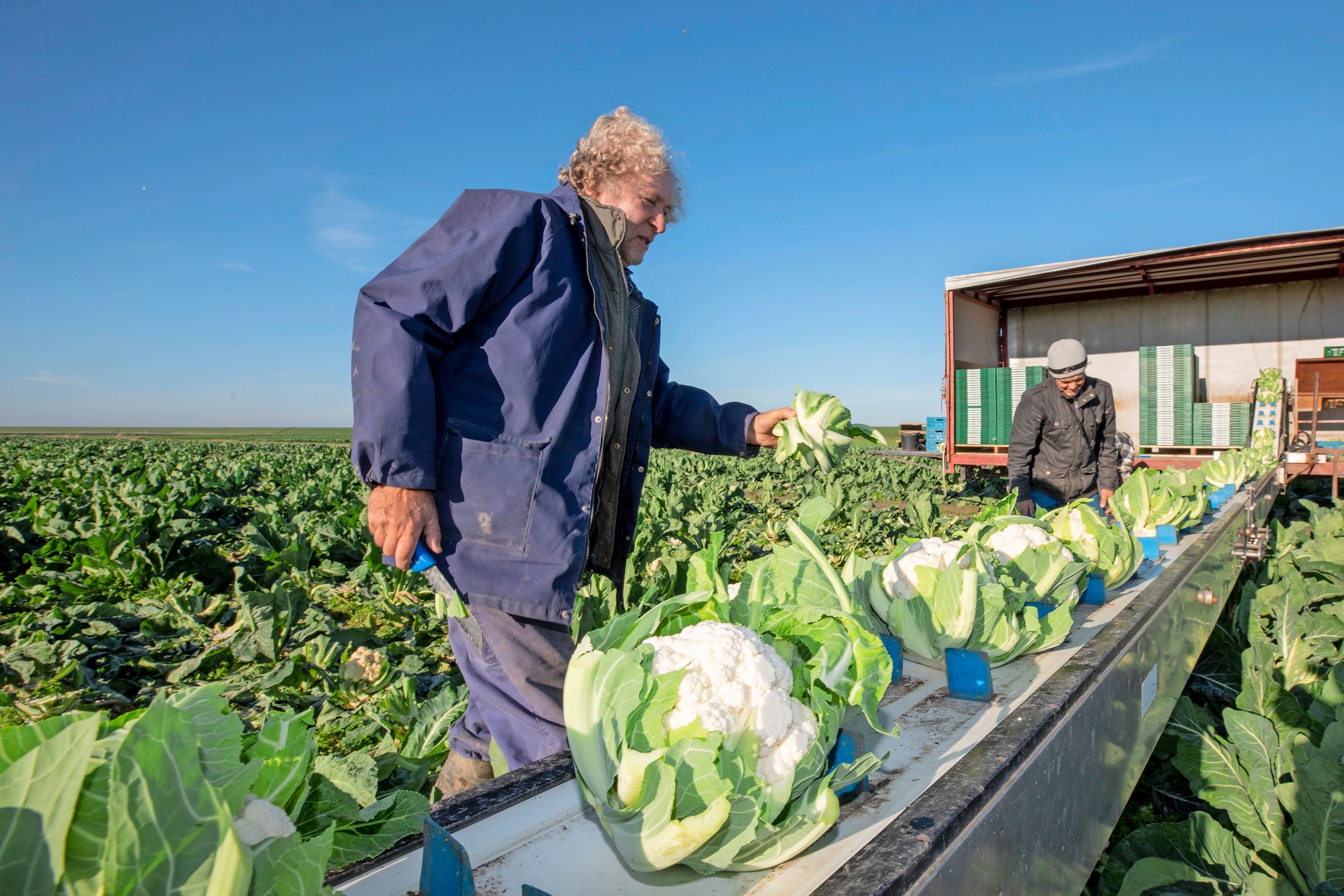 De eerlijke kostprijs voor herfstbloemkool is volgens ZLTO € 0,77 per stuk. Foto: Anne van der Woude